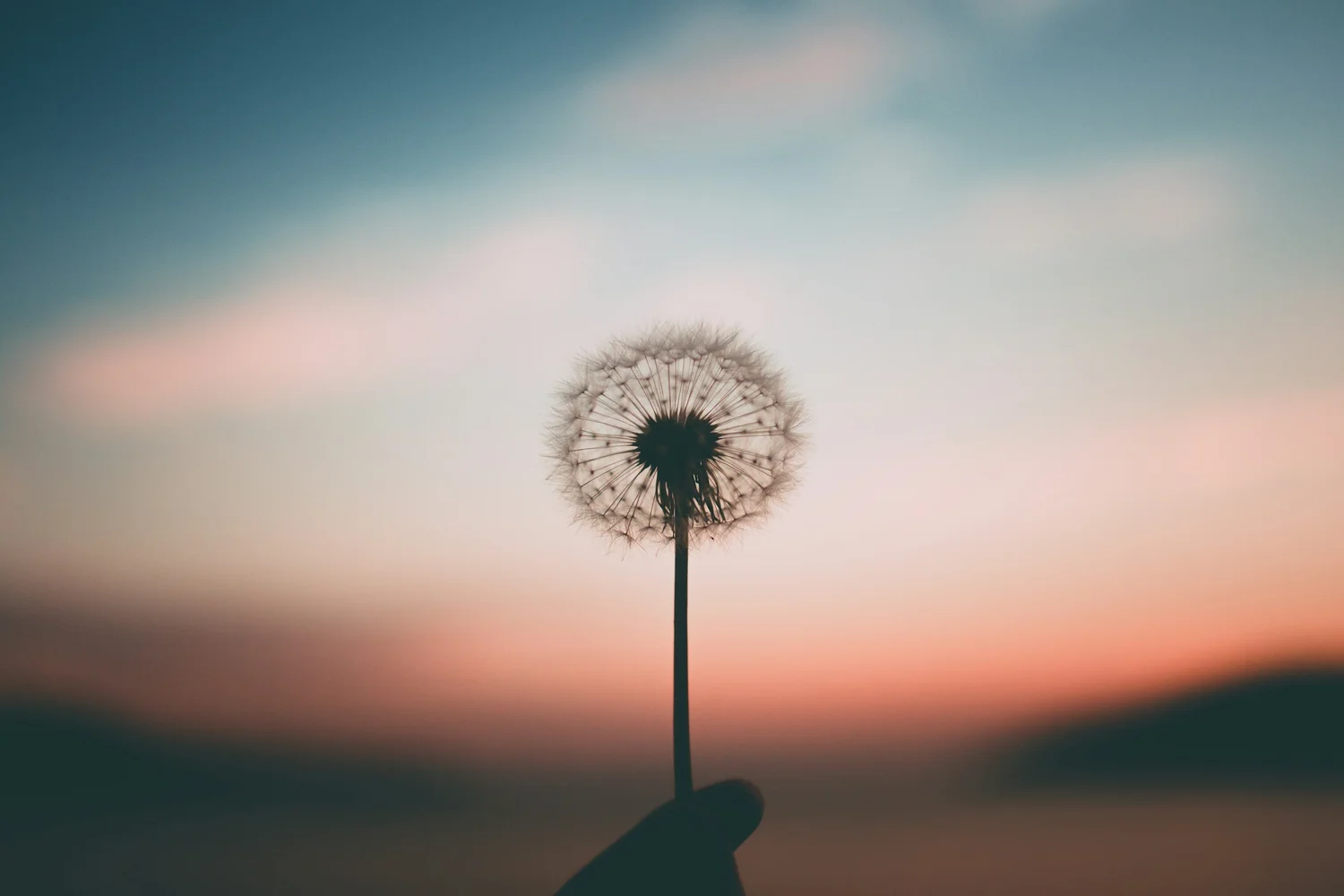A close-up of a dandelion seed head being held by a hand against a pastel-colored sky