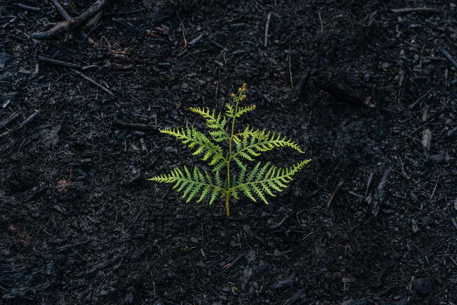 A small green fern growing in burnt, blackened ground